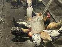 Chickens — foto 6