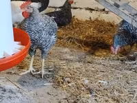 ஸ்லோவேனியன் பார்டு ஹென் — புகைப்படம் 2