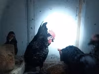 Chickens — լուսանկար 4