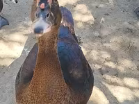 Ducks — foto 1