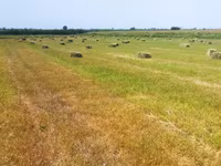 Сено в тюках в поле 800 тюков внутри зелёный 28-30кг ✅ Натуральное — foto 5