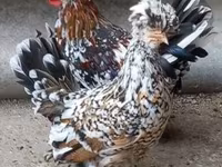 găină daneză — foto 4