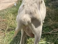 Koza, Alpine goat — zdjęcie 6