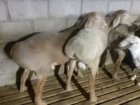Montone, Arashan sheep — foto 2