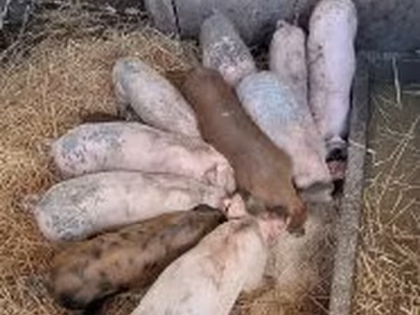 Krmača, Свиње