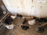 Chickens — 写真 5