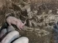 Süldőanya, Sertések — 4. fotó