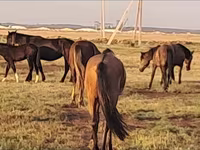 ม้าตัวเมีย, Mugalzhar horse — รูปภาพ 3