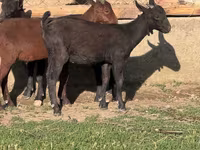 بز ماده, Alpine goat — عکس 1
