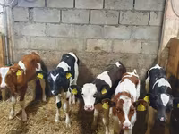 Bò đực, Simmental cattle — ảnh 1
