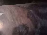 Lembu jantan, Cattle — foto 2