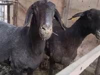 مینڈھا, بھیڑیں — تصویر 4