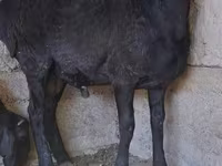 قوچ, گوسفند — عکس 4