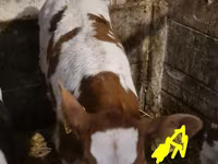 Lembu jantan, Simmental cattle — foto 2