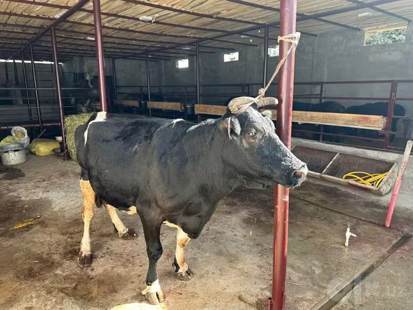 Mucca, Bovini
