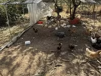Chickens — 사진 2