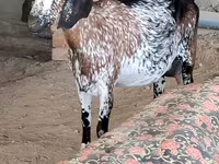 母山羊, Nubian Goat — 照片 1