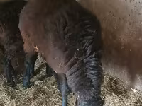 Montone, Rhon sheep — foto 1