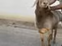 Ram, Arashan sheep — foto 6