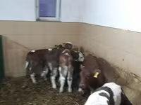 Skot (série, pohlaví neuvedeno), Simmental cattle — foto 8