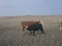 ষাঁড়, Latvian Blue cattle — ছবি 2