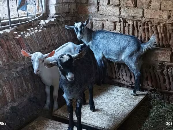 Այծեր (խումբ, սեռը նշված չէ), Այծեր — Ղրղզստան