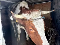 Mucca, Bovini — foto 3