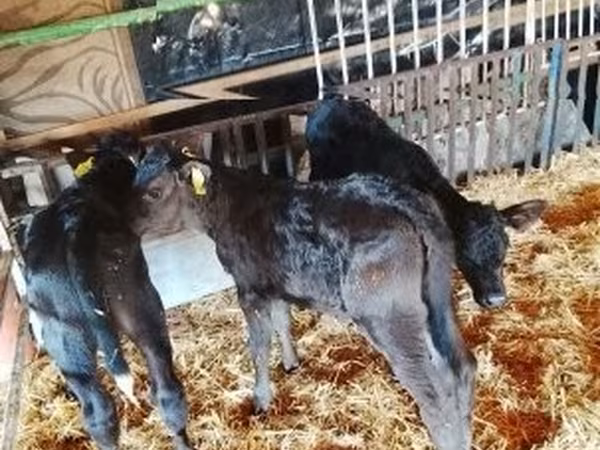 Toro, Bovini
