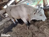 Toro, Vaca Limousin — foto 4