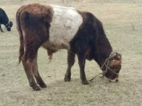 Skot (série, pohlaví neuvedeno), Swiss cattle — foto 5