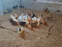 Chickens — fotografija 2