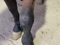 Koń, Arabian horse — zdjęcie 4