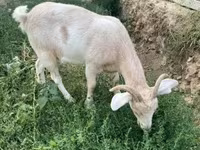 Nőstény kecske, Boer goat — 6. fotó