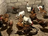 Chickens — عکس 2