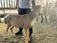 Cừu đực, Arashan sheep — ảnh 3