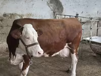 Ταύρος, Simmental cattle — φωτογραφία 8
