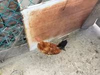 Chickens — 사진 3