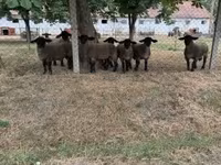 แกะตัวผู้, White Suffolk sheep — รูปภาพ 7