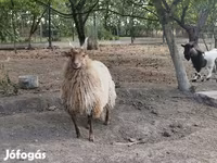میش, Racka sheep — عکس 5