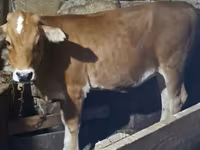 Lembu betina, Cattle — foto 3