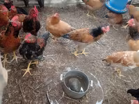 Chickens — φωτογραφία 6