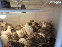 Quails — عکس 2