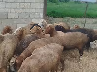 میش, گوسفند — عکس 2