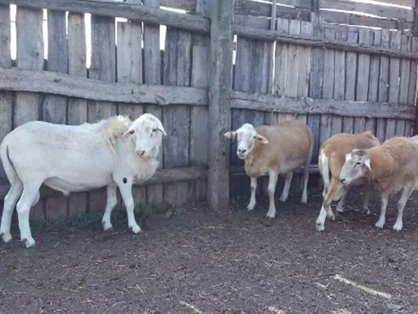 Ram, Katum sheep
