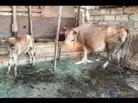 Lembu betina, Cattle — foto 4