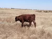 گاو ماده, Latvian Blue cattle — عکس 4