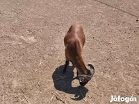 Kambing jantan, Cameroon sheep — foto 5
