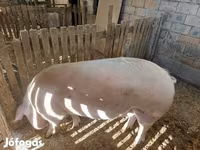 Хукнар, Хукҳо — акс 1