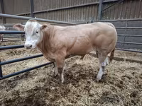 Бух, Blonde d’Aquitane cattle — 3 зураг