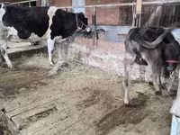 암소, Latvian Blue cattle — 사진 2